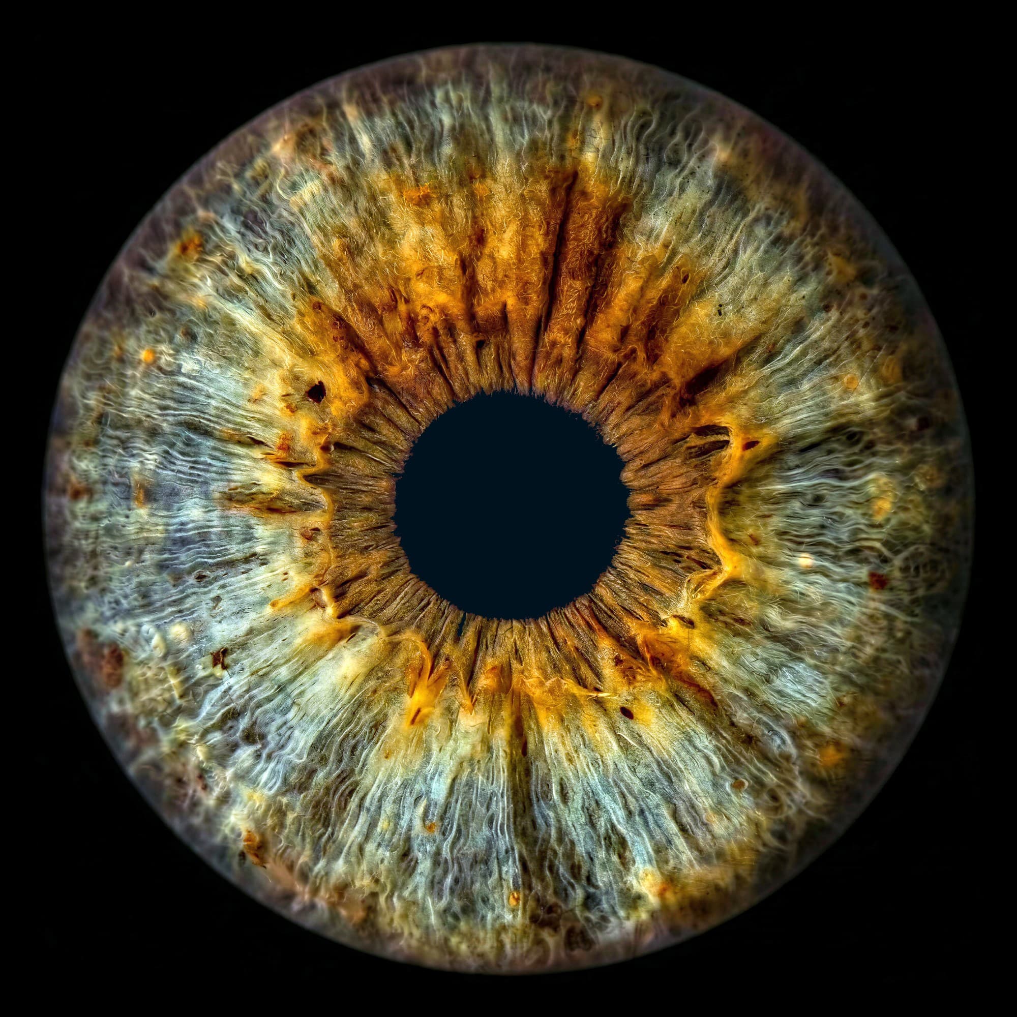 Iris artwork example 1